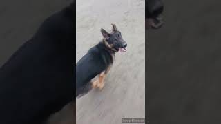doggy cute doggy clean doggy neat #shorts #trending #viral #fyp #dogs #cute #germanshepherd