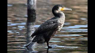 翼が未発達なカワウの幼鳥（若鳥）