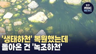 [원주] '생태하천' 복원했는데 돌아온 건 '녹조하천' (뉴스투데이 2024.04.09 광주MBC)