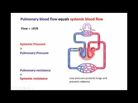 Hemodynamics - YouTube