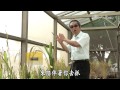 【小人物大英雄】20150928 追尋完美之稻