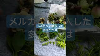 メルカリで多肉植物の詰め合わせを買ってみました。外気温36度湿度50なので室内で様子見ます#多肉