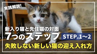 新入り猫と先住猫の対面プロセス【STEP1~2・新しい猫を迎え入れる】