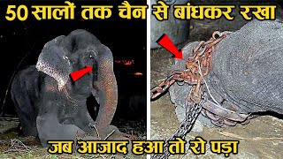 एक बेजुबान की दिल चीर देने वाली कहानी | Raju The Elephant Cries After Being Rescued