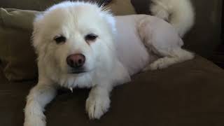 Dog's Lion Cut:  Czar 3 American Eskimo