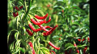 Entrepreneuriat en Afrique - Réussit sa production de Piment vert contre Saison