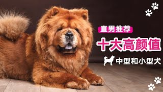 【直男与萌宠】十大高顏值中型和小型犬 | 养狗 知识  | shiba inu  雪纳瑞 西施 泰迪！