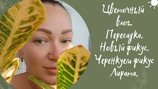 ЦВЕТОЧНЫЙ ВЛОГ. ПЕРЕСАЖИВАЕМ ДОМАШНИЕ ЦВЕТЫ. НОВЫЙ ФИКУС. ЧЕРЕНКУЕМ ФИКУС ЛИРАТА БАМБИНО.