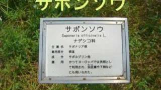 木も草も薬になるよ．．．東京都薬用植物園の薬草３