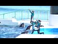 みんなで　くるくる【2020年11月16日12 30　鴨川シーワールド　シャチパフォーマンス】orca performance kamogawa sea world japan