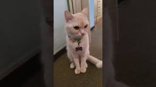 Cute and sweet cat thinking that she needs to wait one year to get Santa's gifts again.