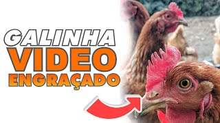 ASSISTA O VIDEO - GALINHAS