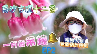 【行山Hiking】2022-1-23 慈沙古道.十二笏｜衞奕信徑｜貓仔山｜蝌蚪坪｜花開狀況+路線介紹