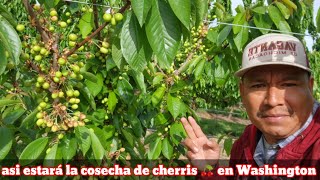 CUANTA CHERRI DAÑÓ  LA NIEVE Y CUANTA FUE LA QUE NOS QUEDÓ PARA COSECHAR