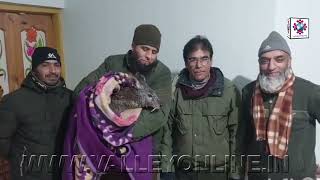 Musk Deer Rescued in Injured Condition From Verinag Garden By Wildlife Department Doru