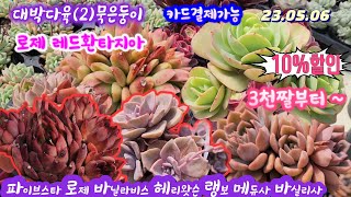 대박다육(2)달달묵은 묵둥이 10%할인/파이브스타.로제.바닐라비스.헤리왓슨.랭보.메비나금.레드환타지아.레드노블.둥근잎.짚시.아라베스크.메듀사.바실리사.