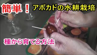 簡単！【アボカドの水耕栽培】 種から育てる方法