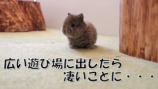 【ニヤニヤが止まらない】可愛すぎる、うさぎさんの大運動会！！