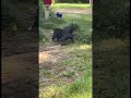 my neighbor s super brave dog against huge snake