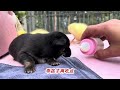 信じられない！哺乳瓶で育てられた犬🐶がこんなに可愛くて面白いなんて😍❤️👍