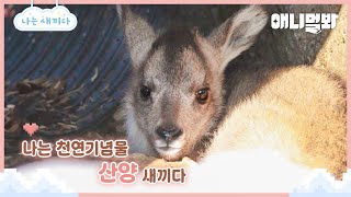 나는 태어난 지 24일 된 산양 새끼다 [애니멀봐 나새끼 108호]ㅣI'm A 24-day-old Goat Baby [I'm A Baby 108th]