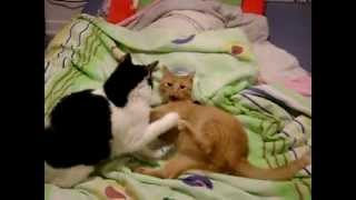 Are these cats fighting or playing?