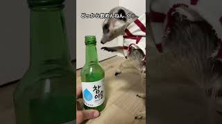 穴があったら何でも気になるミーアキャット