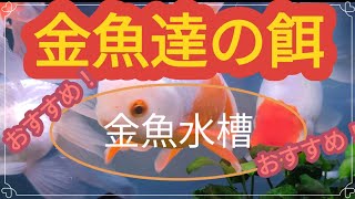 ❪90cm金魚水槽❫　金魚達の餌　食べ過ぎに注意⁉️#goidfish