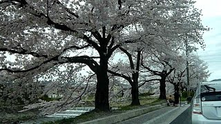 京都桜街道 まったりドライブ#2 20150404 Kyoto Sakura Street Drive