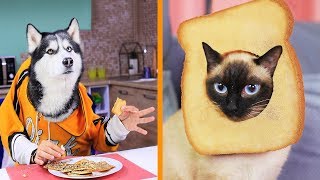 22 Bromas Graciosas y Asombrosos Trucos Para La Vida Con Perros y Gatos