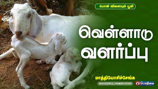 வெள்ளாடு வளர்ப்பு |  Successful Farmer Story