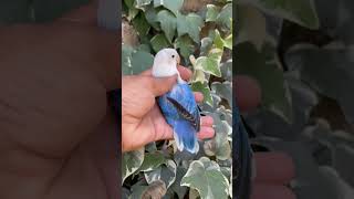 Blue Opaline #shortsfeed #birds #viral #trending #lovebirds #opaline #shortfeed #everyone