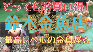 鈴木金魚店【飛島村の金魚屋】2020年3月