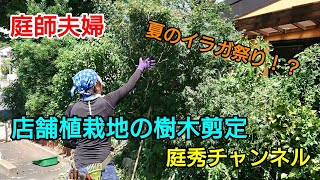 【庭師・夫婦で独立】＃116 店舗植栽地の樹木剪定作業。～夏のイラガ祭り！？