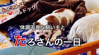 体調不良な飼い主とたろさんの一日