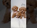 cute puppies funny moment cute overload ❤️ hellomochi dog bichon