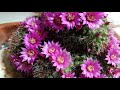 mammillaria zeilmaniana cacti in superbloom.😁🌵🌺👍