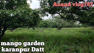 Mango Garden Karanpur Datt|आम का वगीचा करनपुर दत्त | Anand Rajput 🔥