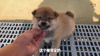 4只柴犬宝宝满月了，祖孙三代齐上镜，小奶狗像爷爷还是像爸爸？