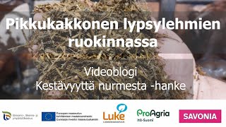 Pikkukakkonen lypsylehmien ruokinnassa