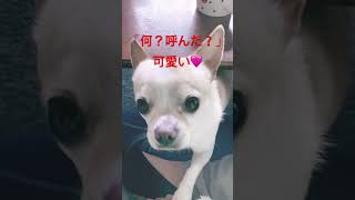 滑舌悪。笑 #可愛い犬 #チワワ #可愛いわんこ #今日も可愛い #わんちゃんのいる生活 #癒し #愛犬との時間 #可愛い #愛犬と一緒