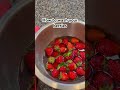 Best way to wash your berries #hack #lifehack