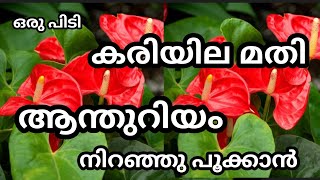 ഇതൊന്ന് പരീക്ഷിക്കൂ ആന്തുറിയാം നിറഞ്ഞു പൂക്കും / my world/ Anthuriam potting mix