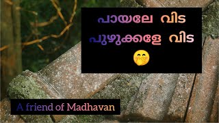 ചൊറിയൻ പുഴുക്കളെ എളുപ്പത്തിൽ  നിയന്ത്രിക്കാം-- How to  Control Itchy Caterpillars ?