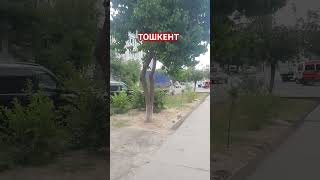 АРЗОН ЗЎР 12/СОТХ СРОЧНО СОТИЛАДИ ТОШКЕНТ ОЛМАЗОР ТУМАНИ  998836917 #toshkent