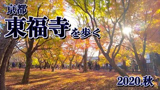 京都 紅葉の東福寺を歩く　Video of walking through Tofukuji Temple in autumn colors in Kyoto 2020.11.24