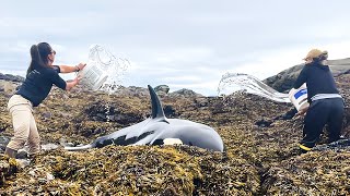 座礁したシャチを救うために海水をかけ続ける女性。６時間後、潮がようやく満ちてきた【感動】