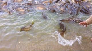 Fish coming out of water at Rewalsar Lake (Mandi) Himachal Pradesh