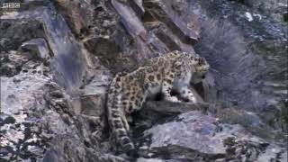 Snow Leopard Hunting Planet Earth BBC Earth