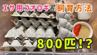 エサ用コオロギの飼育方法　８００！？